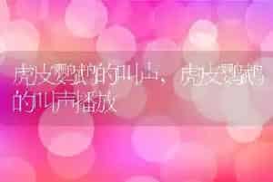 虎皮鹦鹉的叫声