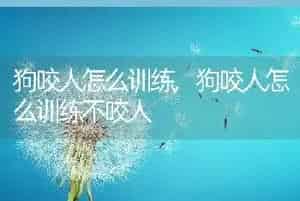 狗咬人怎么训练