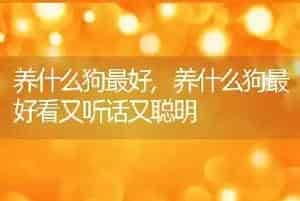养什么狗最好