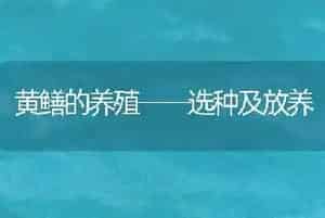 黄鳝的养殖──选种及放养