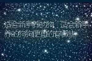 适合新手养的狗