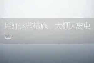用好这些措施 大棚远离虫害