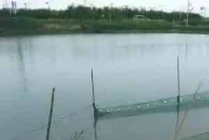 池塘倒藻的原因及处理方案