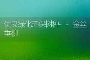 优良绿化环保树种--金丝垂柳
