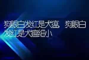 狗眼白发红是犬瘟