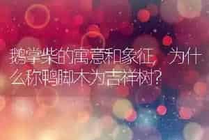 鹅掌柴的寓意和象征