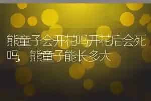 熊童子会开花吗开花后会死吗