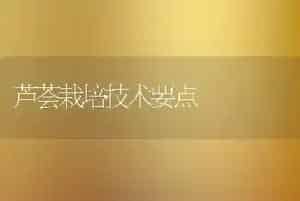 芦荟栽培技术要点