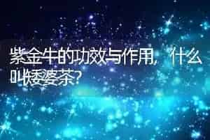 紫金牛的功效与作用