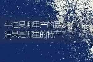 牛油果哪里产的最好吃