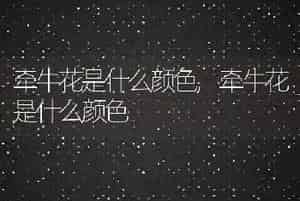 牵牛花是什么颜色