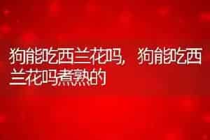 狗能吃西兰花吗