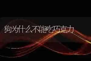 狗为什么不能吃巧克力