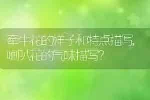 牵牛花的样子和特点描写