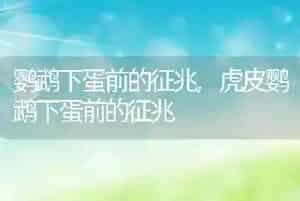 鹦鹉下蛋前的征兆