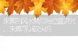 朱蕉的风水禁忌与位置讲究