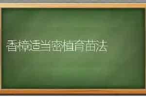 香樟适当密植育苗法