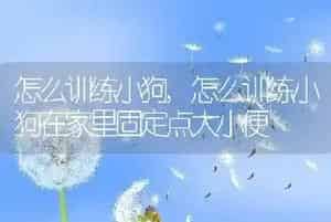 怎么训练小狗