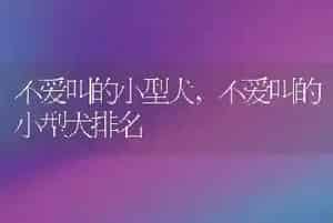 不爱叫的小型犬