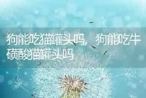 狗能吃猫罐头吗
