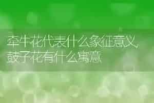 牵牛花代表什么象征意义