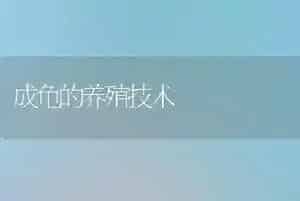 成龟的养殖技术
