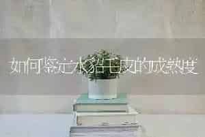 如何鉴定水貂毛皮的成熟度