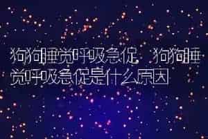 狗狗睡觉呼吸急促