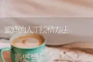 蜜蜂的人工授精方法