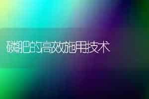 磷肥的高效施用技术