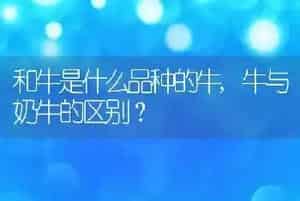 和牛是什么品种的牛
