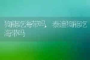 狗能吃海带吗