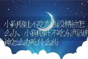 小狗呕吐不吃东西没精神怎么办