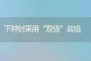 下种时采用“双倍”栽培