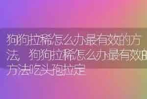 狗狗拉稀怎么办最有效的方法