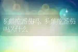 狗能吃番茄吗