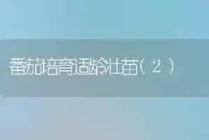 番茄培育适龄壮苗(2)