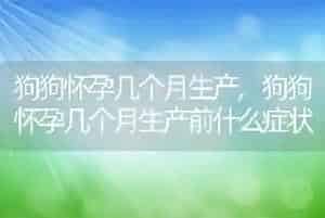 狗狗怀孕几个月生产