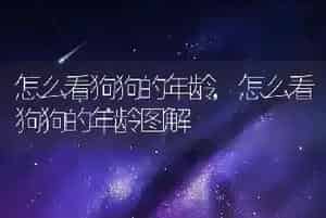 怎么看狗狗的年龄