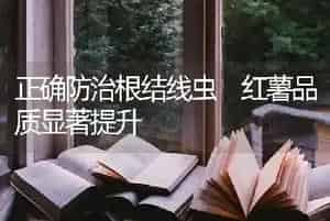正确防治根结线虫 红薯品质显著提升