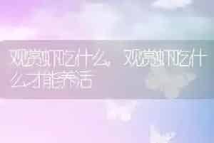 观赏虾吃什么