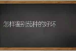 怎样鉴别茄种的好坏