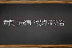 黄芪白粉病的特点及防治