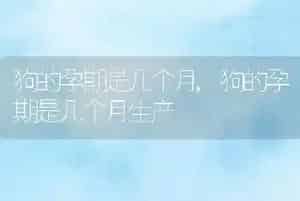 狗的孕期是几个月
