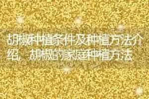 红毛丹是什么水果
