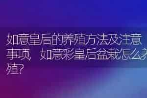最聪明的狗排名