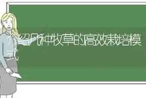 介绍几种牧草的高效栽培模式