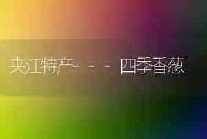 夹江特产---四季香葱