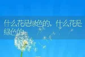 泰迪狗的禁忌