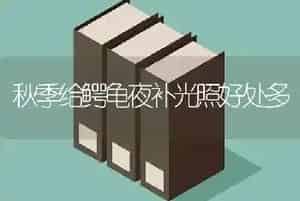 秋季给鳄龟夜补光照好处多